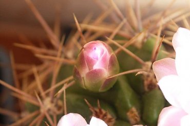 Kwitnące 18-letnie Gymnocalycium achirasence var. echinatum #Kaktusy #Cacti #GymnocalyciumAchirasence