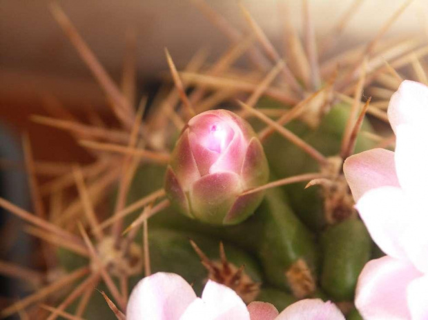 Kwitnące 18-letnie Gymnocalycium achirasence var. echinatum #Kaktusy #Cacti #GymnocalyciumAchirasence