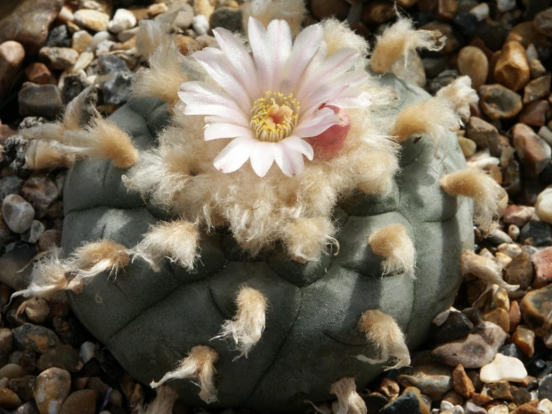 Lophophora williamsii v. texensis #LophophoraWilliamsii