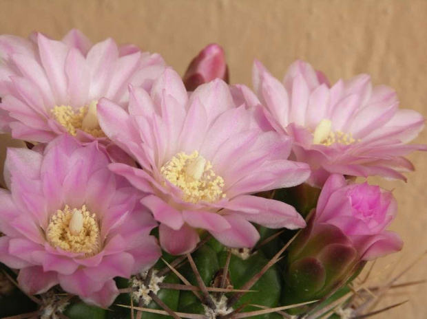 Kwitnące 18-letnie Gymnocalycium achirasence var. echinatum #Kaktusy #Cacti #GymnocalyciumAchirasence