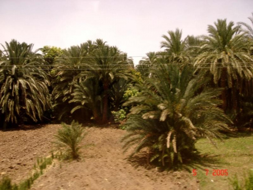 Palmowy las.