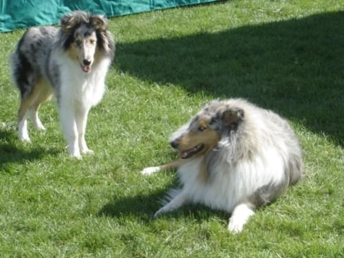 Bonnie #collie