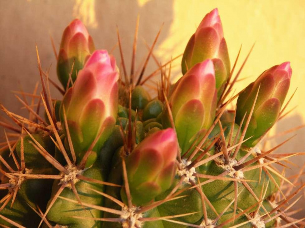 Kwitnące 18-letnie Gymnocalycium achirasence var. echinatum #Kaktusy #Cacti #GymnocalyciumAchirasence