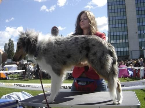 Bonnie #collie