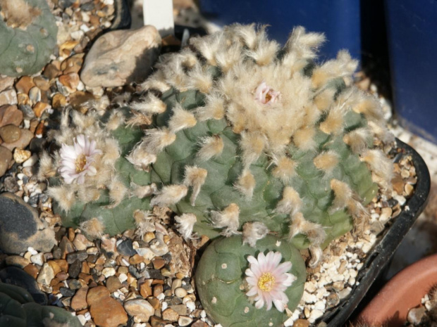 Lophophora williamsii