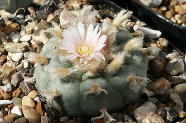 Lophophora williamsii v. texensis #LophophoraWilliamsii