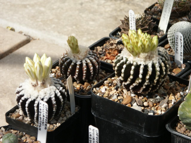 Discocactus horstii