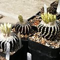 Discocactus horstii