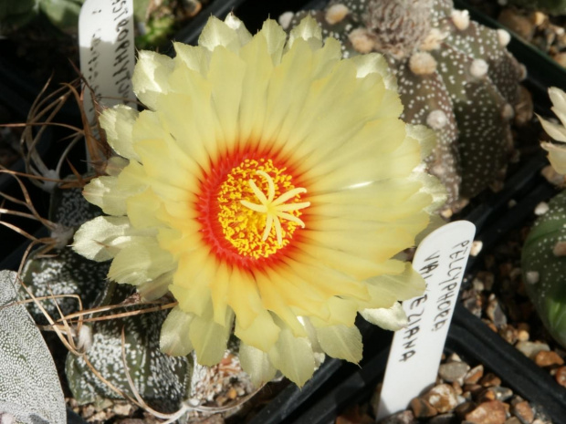 Astrophytum capricorne