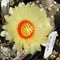 Astrophytum capricorne
