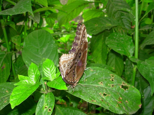 Butterfly World - Floryda