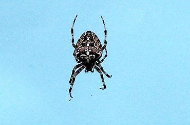 odpoczywa po kolacji - ale czujnie na dokładkę #pająki #pająk #owady