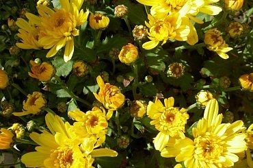 rozwijajace sie chryzantemy #kwiaty #chryzantemy