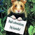 chomiczek