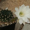 Echinoopsis ancistrophora