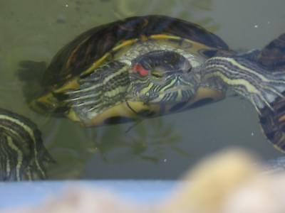 Duduś- Żółw czerwonolicy