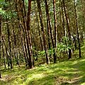 w lesie po skosie #las #panorama #drzewa #mech
