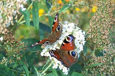 motylki ach motylki #motyle #owady