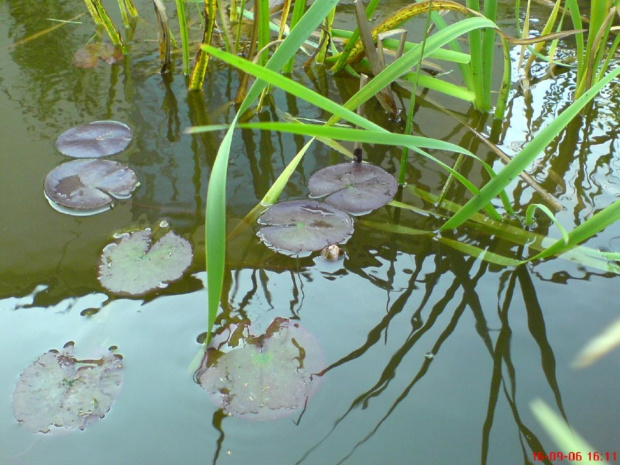 Tytaj kiedyś będzie prawie Amazonia