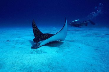 #manta #plaszczka #ryba #nurek #woda