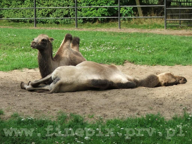 WielkieBłądy #Chorzów #wielbłąd #wielbłądy #zielono #zoo #zyzio