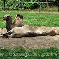 WielkieBłądy #Chorzów #wielbłąd #wielbłądy #zielono #zoo #zyzio