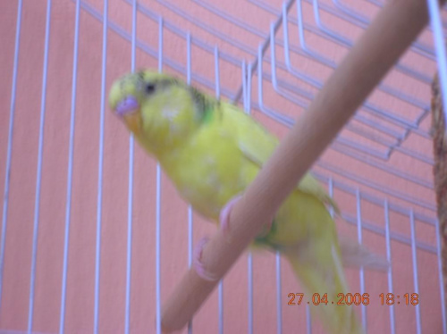A to mój nowy papużek :P #papużka #falista #maciuś #malutki