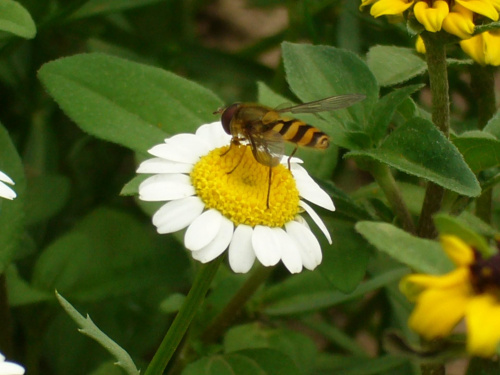 pszczoła (osa :) )