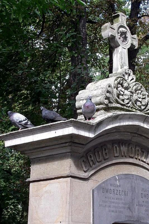 gołębie na cmentarzu Rakowickim