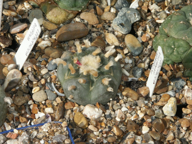 Lophophora williamsii v. koehresii #LophophoraWilliamsii