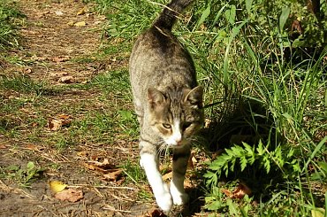 #Zamek #Morsko #Bąkowiec #wieś