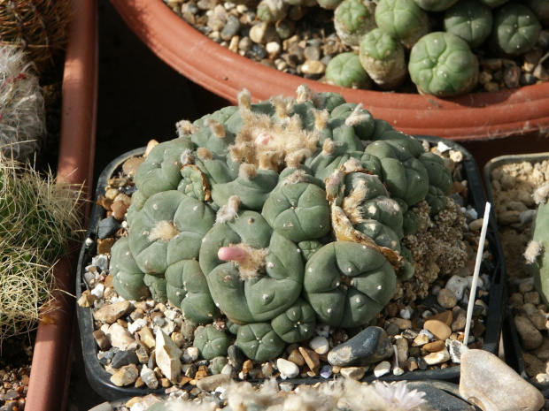 Lophophora williamsii