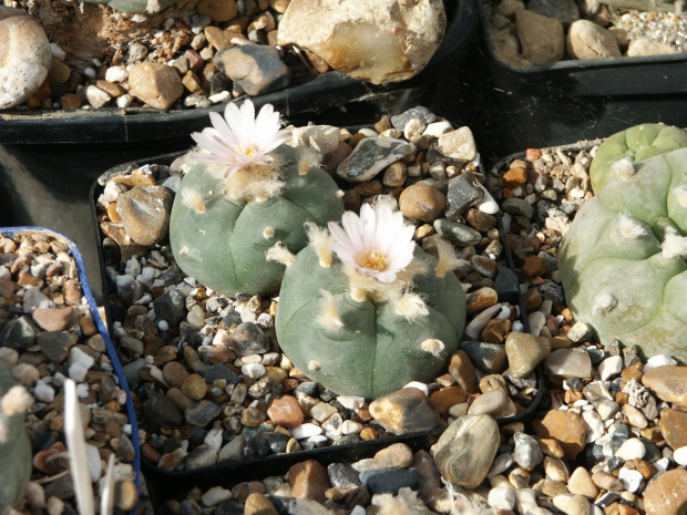 Lophophora diffusa v.echinata #LophophoraDiffusa