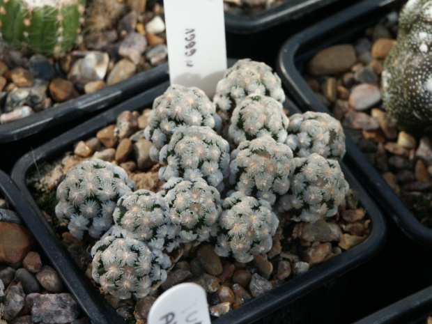 Mammillaria theresae