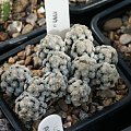 Mammillaria theresae