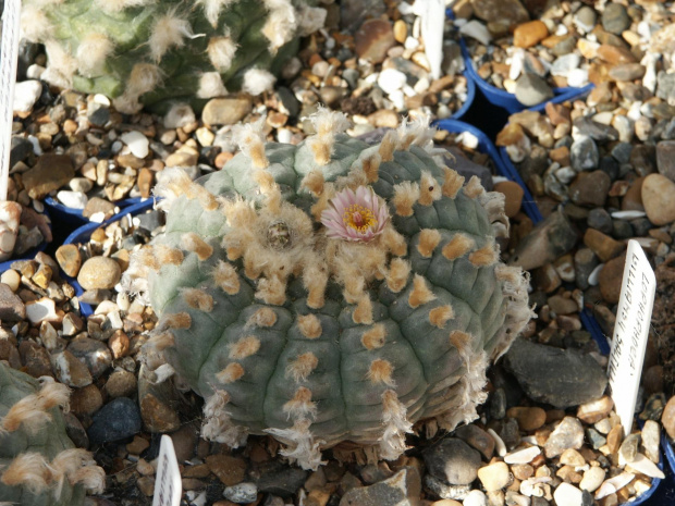 Lophophora williamsii SALTILLO #LophophoraWilliamsii