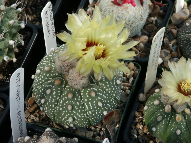 Astrophytum asterias