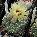 Astrophytum asterias