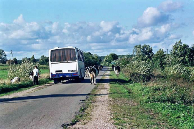 Krówki i bus