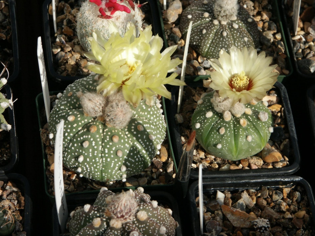 Astrophytum asterias