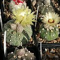 Astrophytum asterias