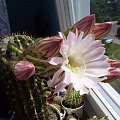 Echinopsis sp.