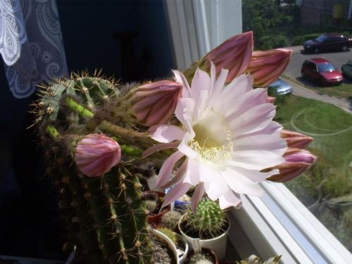 Echinopsis sp.