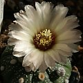 Astrophytum asterias