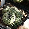 Sulcorebutia rauschii