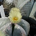 Astrophytum myriostigma