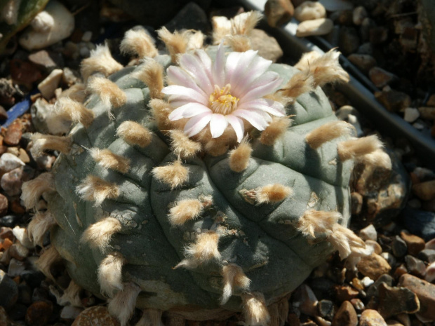 Lophophora williamsii