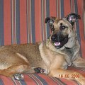 Moja psinka-fotka z czerwca-już jest większy:p #Psina #pies #zwierzę #psy