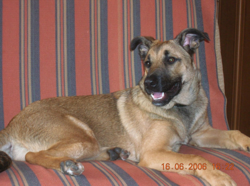 Moja psinka-fotka z czerwca-już jest większy:p #Psina #pies #zwierzę #psy