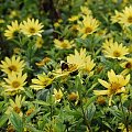 Botanic Graden in Edinburgh #Szkocja #przyroda #kwiaty #pszczola